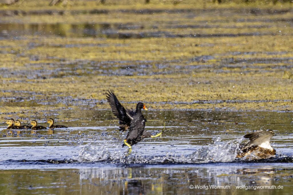 Teichhuhn und Stockente kämpfen um Schutz ihrer Jungen.