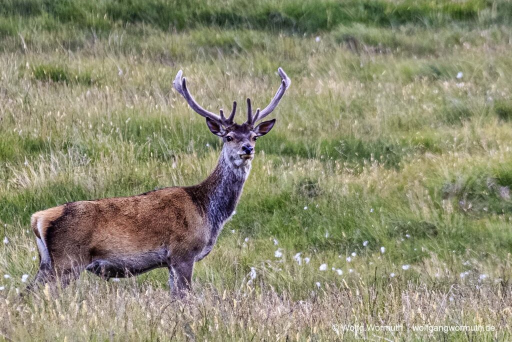 Hirsch auf einer Wiese im Glenhinnisdal, Skye, Schottland.