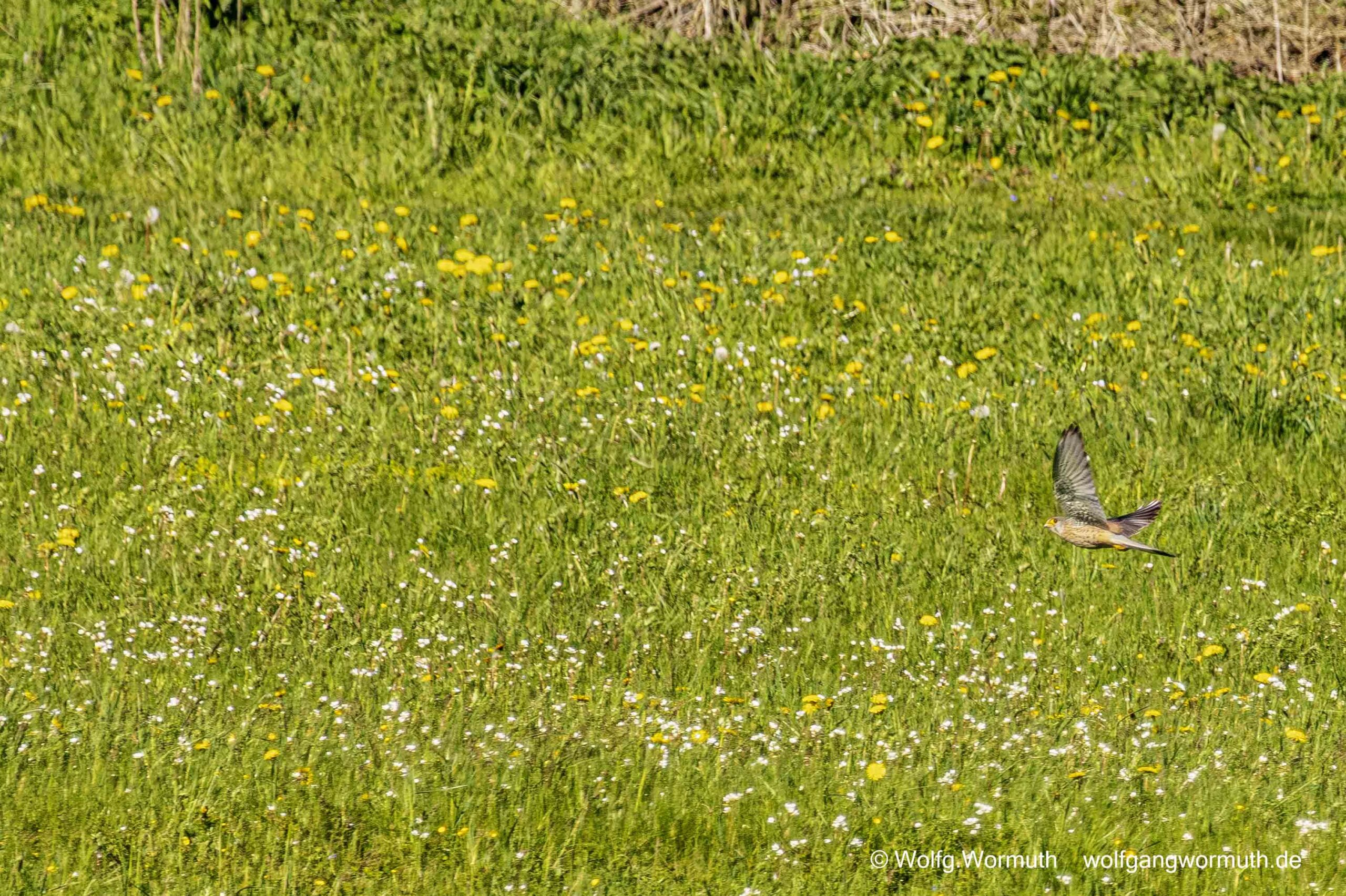 Turmfalke im Tiefflug über einer Wiese bei Fang einer Maus oder Maulwurf.