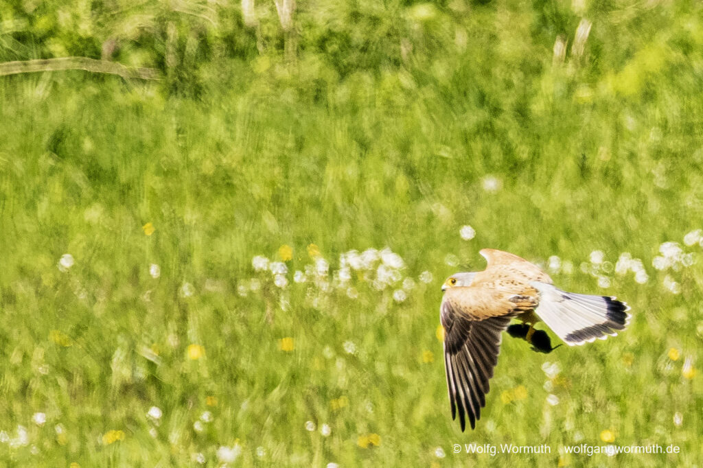 Turmfalke im Tiefflug über einer Wiese bei Fang einer Maus oder Maulwurf.
