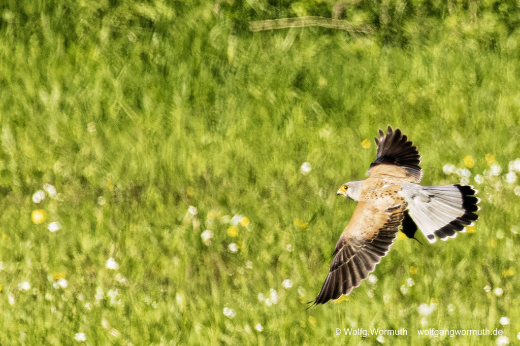Turmfalke im Tiefflug über einer Wiese bei Fang einer Maus oder Maulwurf.