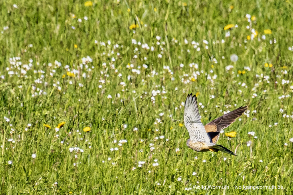Turmfalke im Tiefflug über einer Wiese bei Fang einer Maus oder Maulwurf.