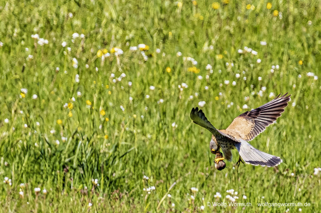 Turmfalke im Tiefflug über einer Wiese bei Fang einer Maus oder Maulwurf.