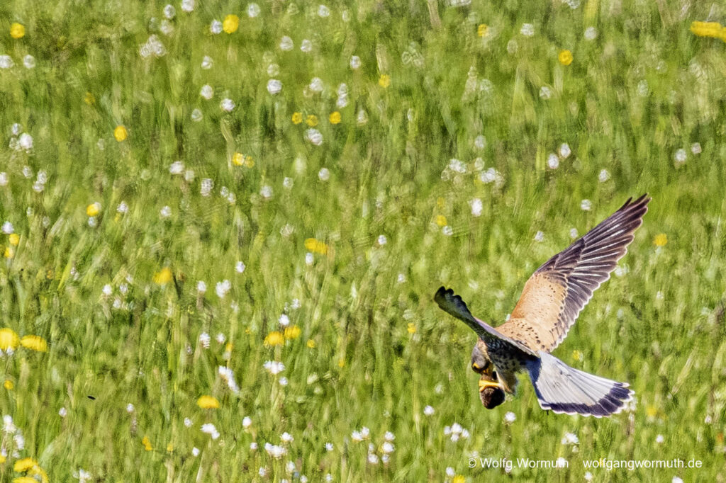 Turmfalke im Tiefflug über einer Wiese bei Fang einer Maus oder Maulwurf.