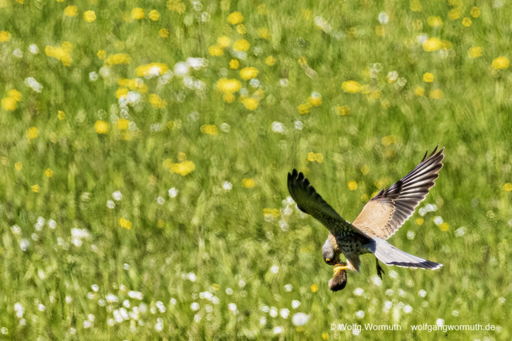 Turmfalke im Tiefflug über einer Wiese bei Fang einer Maus oder Maulwurf.