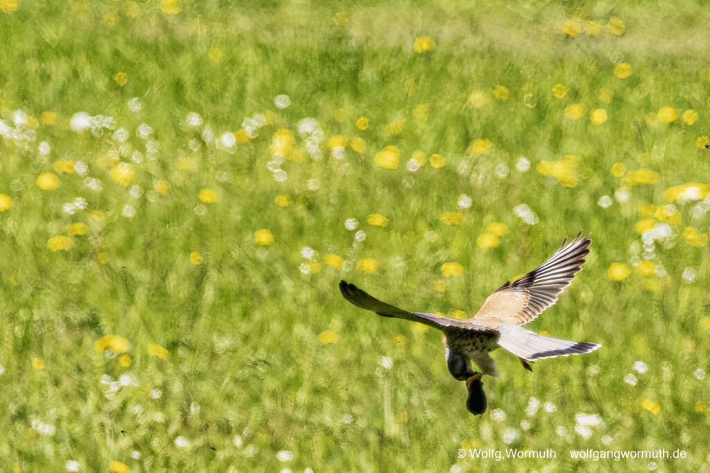 Turmfalke im Tiefflug über einer Wiese bei Fang einer Maus oder Maulwurf.
