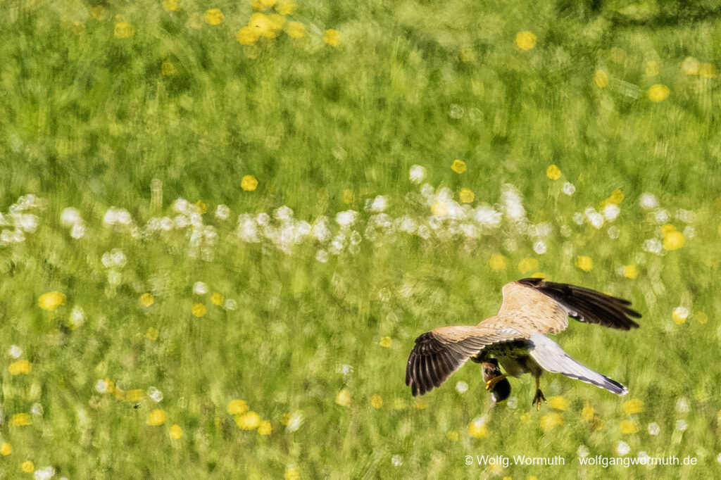 Turmfalke im Tiefflug über einer Wiese bei Fang einer Maus oder Maulwurf.