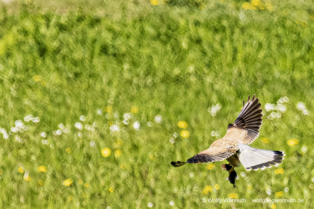 Turmfalke im Tiefflug über einer Wiese bei Fang einer Maus oder Maulwurf.