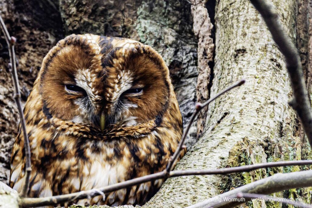 Waldkauz schaut auch einer Baumhöhe.