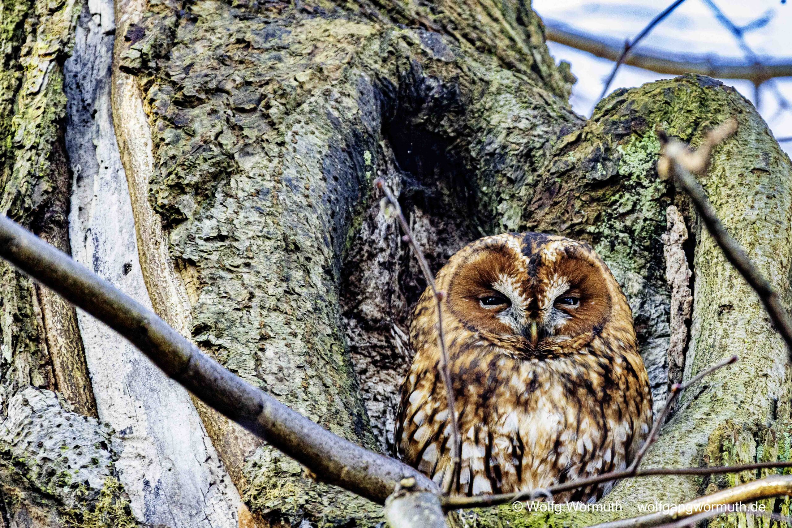 Waldkauz schaut auch einer Baumhöhe.