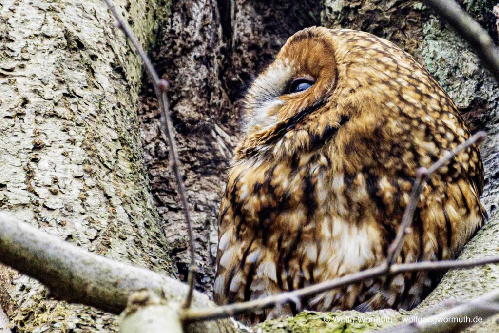 Waldkauz schaut auch einer Baumhöhe.