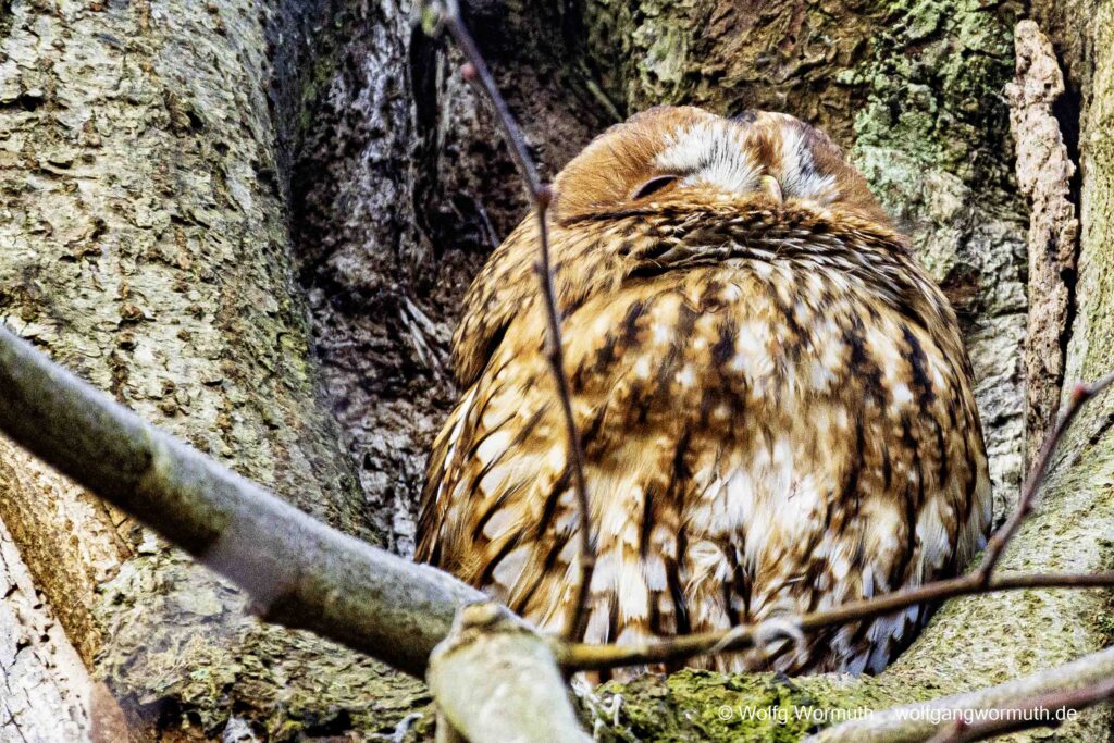 Waldkauz schaut auch einer Baumhöhe.
