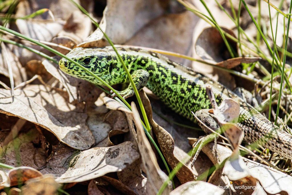 Zauneidechse in der Döberitzer Heide. Brandenburg Deutschland.