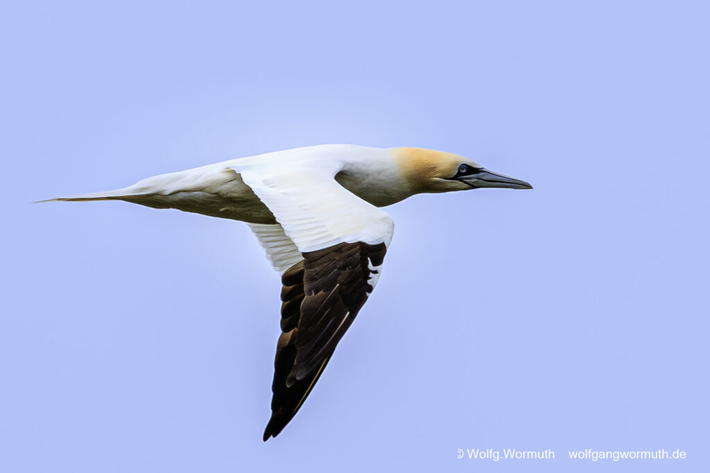 Basstölpel beim vorbeifliegen auf der Insel Runde in Norwegen.