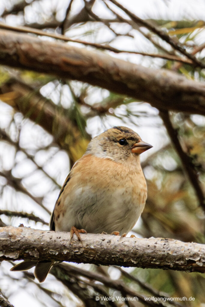 Bergfink auf einem Ast im Baum. Seskarö, Norrbottens Län, Schweden.