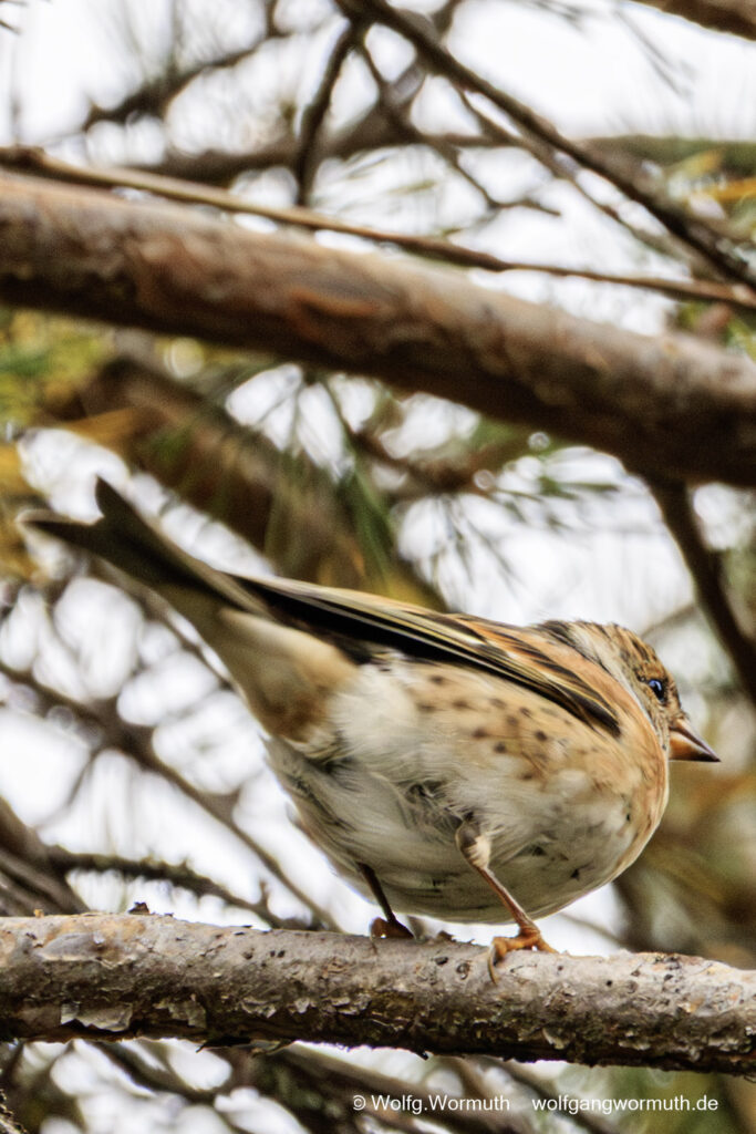 Bergfink auf einem Ast im Baum. Seskarö, Norrbottens Län, Schweden.