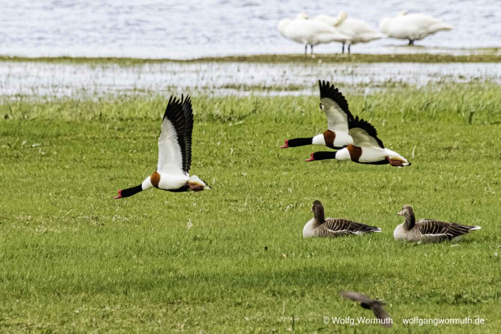 Brandgänse fliegen über einer Wiese am Gülper See und Saatgänse schauen zu. Brandenburg.