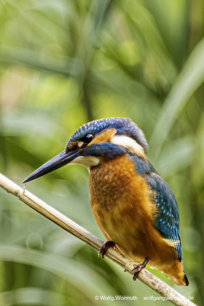 Eisvogel auf einem Schilfhalm bei der Futtersuche. Krampnitz Potsdam.