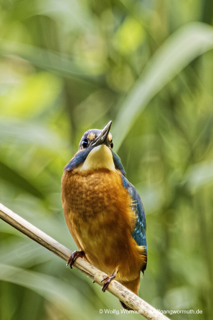 Eisvogel auf einem Schilfhalm bei der Futtersuche. Krampnitz Potsdam.