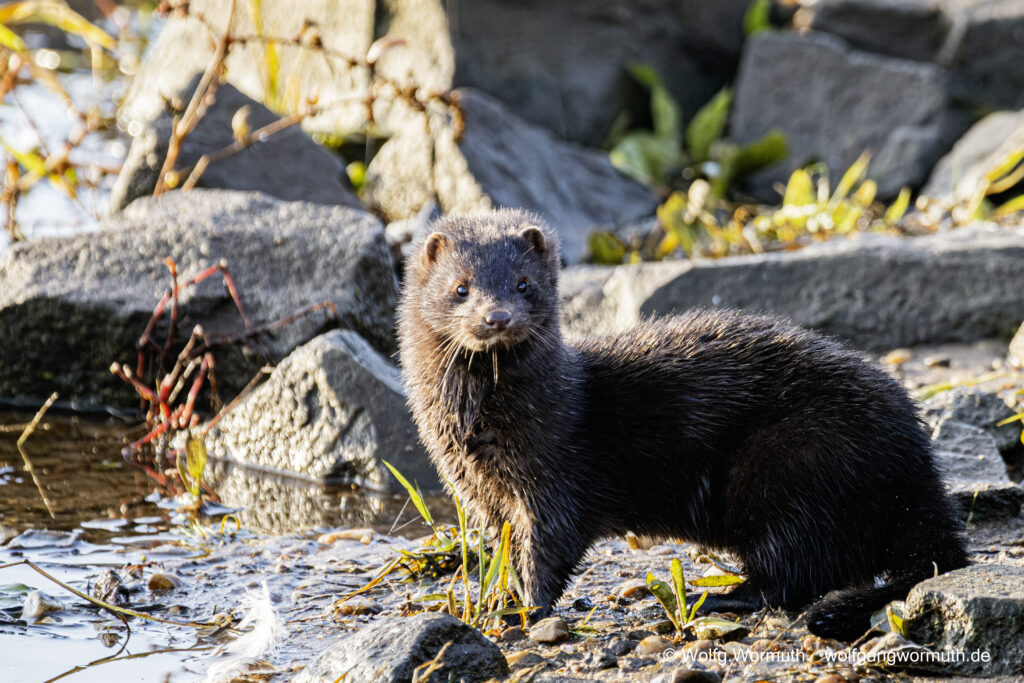 Marder, Nerz an der Elbe bei Havelberg, mit Blick zum Kameramann.