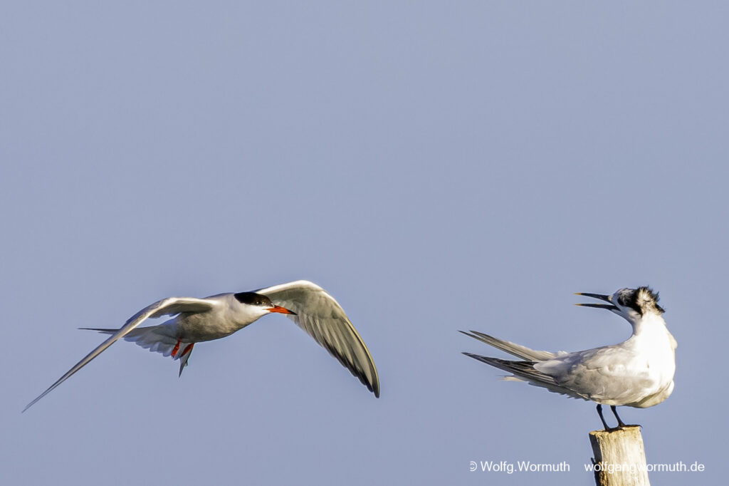 Brandseeschwalbe, Flussseeschwalbe, Streit um den besten Platz auf einem Pfahl auf Møn in Dänemark.