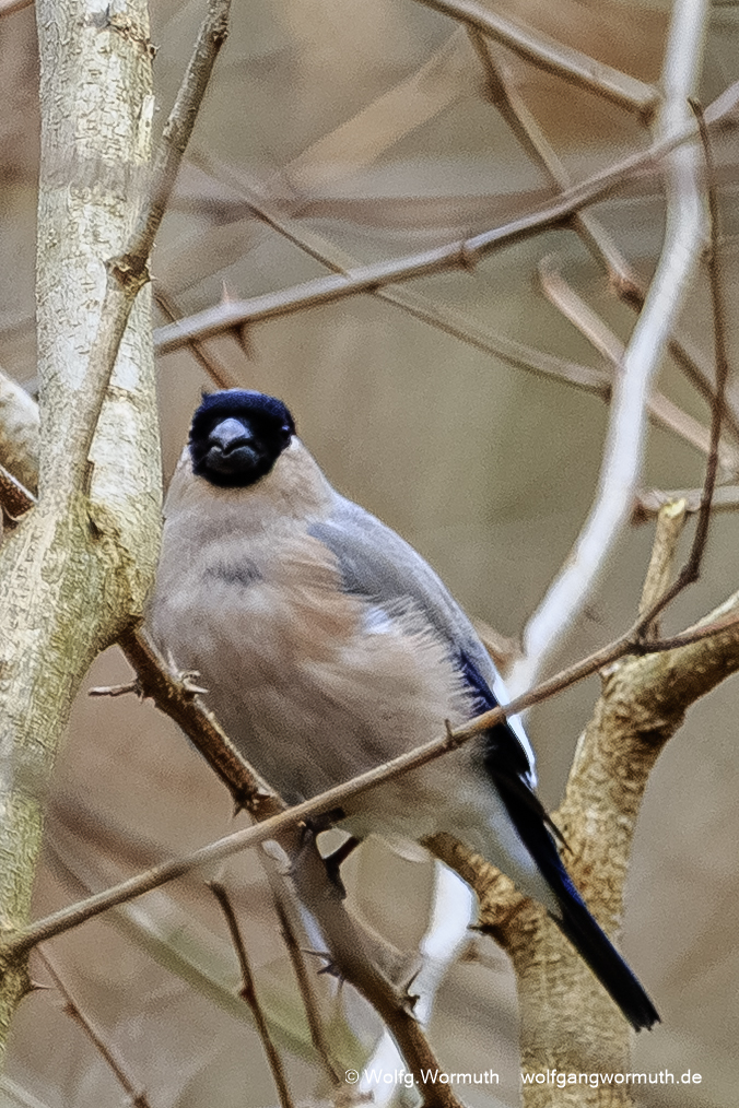 Gimpel Dompfaff Weibchen im Busch. Deutschland.