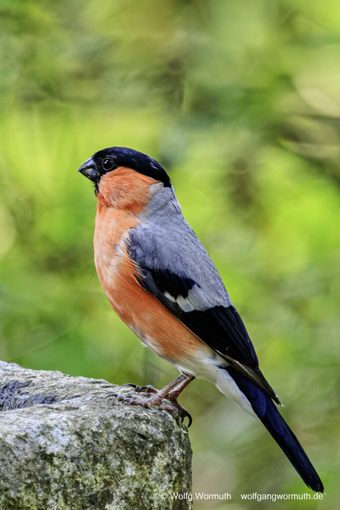 Gimpel Dompfaff, Männchen an der Vogel-Tränke Dänemark.