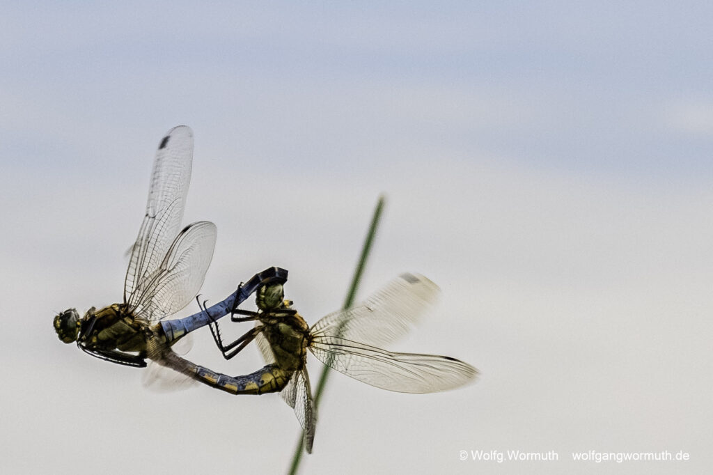 Großer Blaupfeil bei der Insektenhochzeit, Insektenaufnahme am Seifenteich in Bad Steben. Bayern Deutschland.