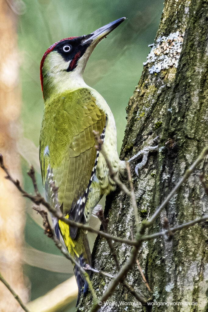 Grünspecht Männchen auf einem Baum. Potsdam Brandenburg Deutschland.