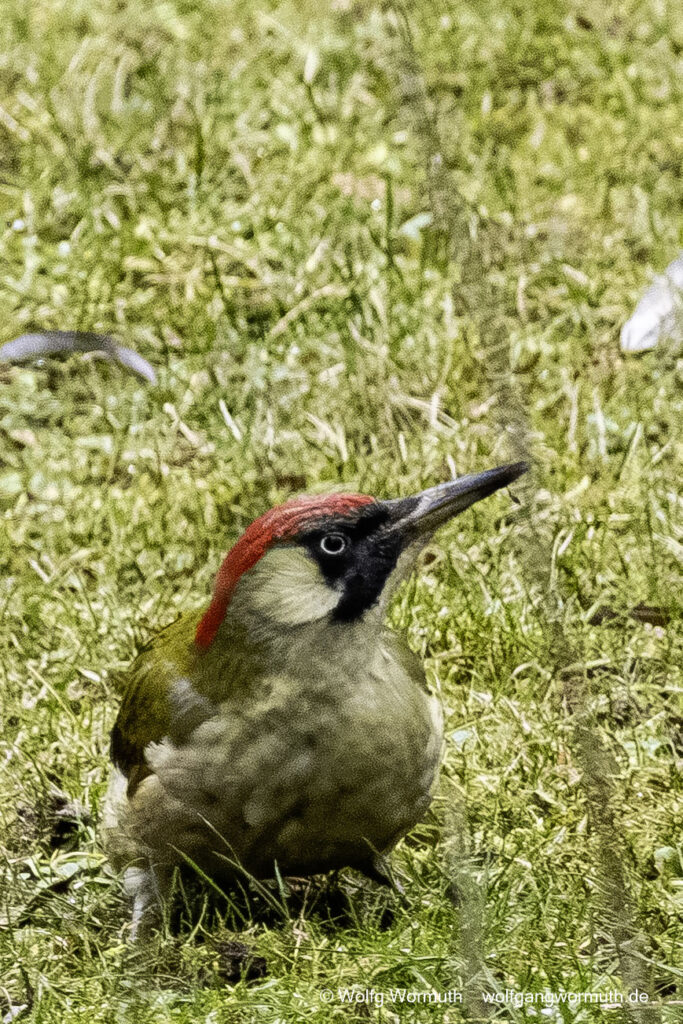 Grünspecht Weichen auf der Wiese. Groß Glienicke Brandenburg Deutschland.