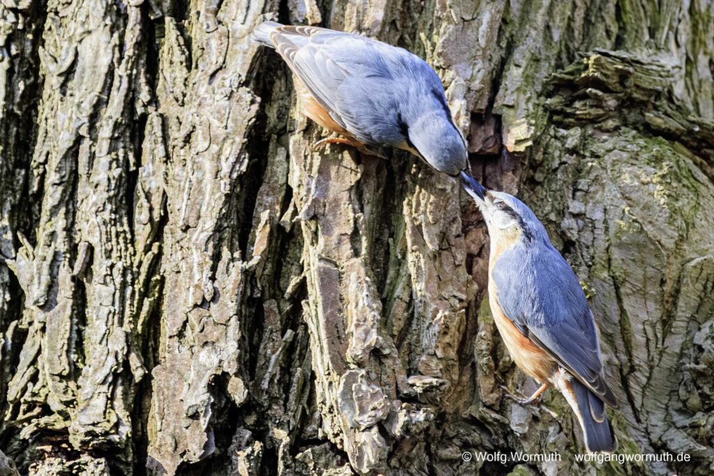 Kleiber-Pärchen die ihre Schnäbel zusammen führen am Fahrlander See Brandenburg.