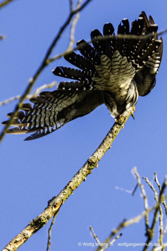 Kuckuck im Baum. Wublitz Brandenburg.