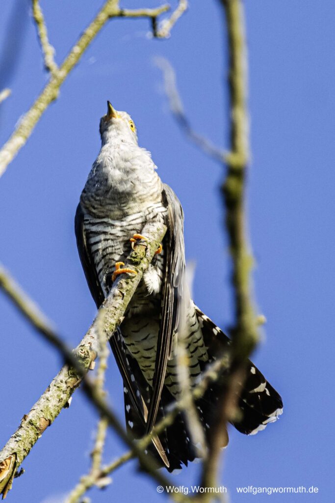 Kuckuck im Baum. Wublitz Brandenburg.