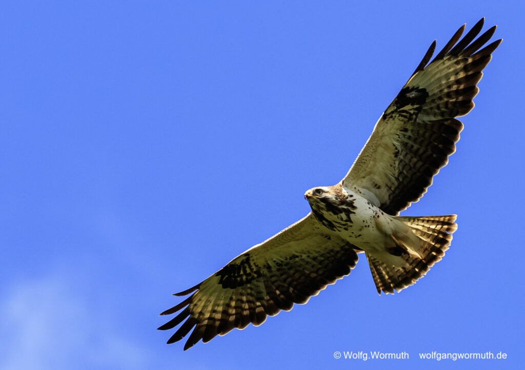 Junger Mäusebussard am Himmel Kreisend am Tornowsee Ostprignitz Brandenburg.