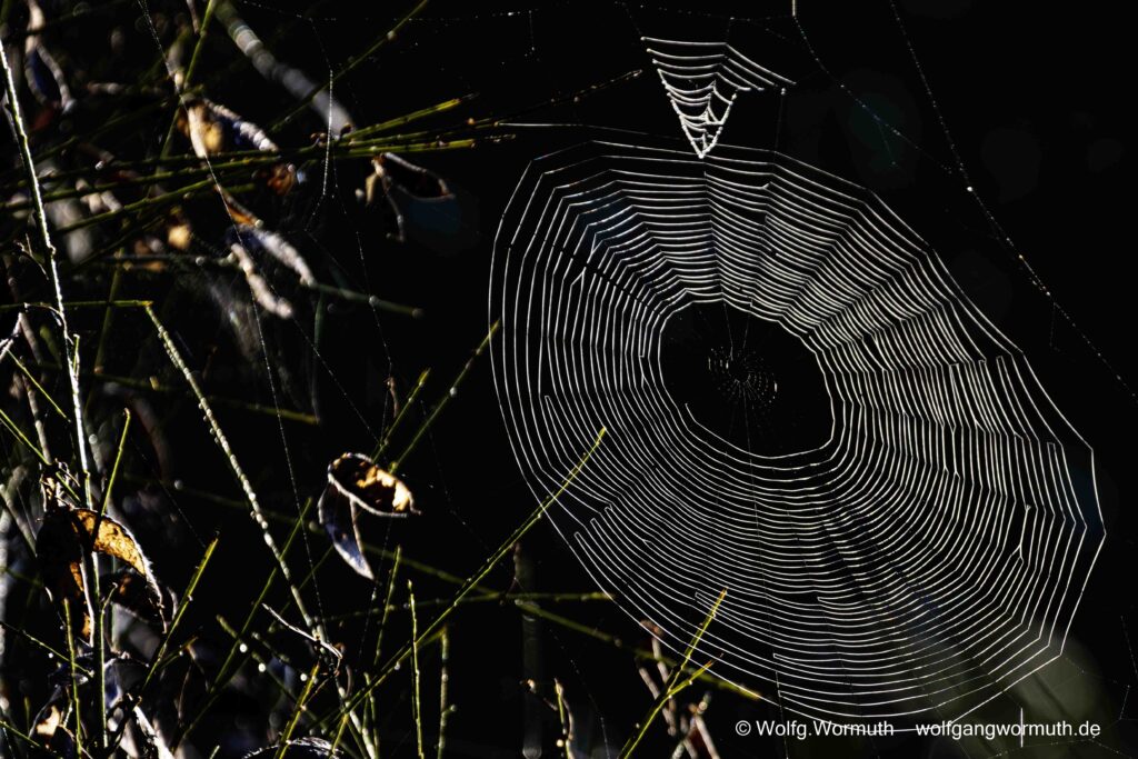 Naturaufnahme. Ein Spinnennetz im Wald im Licht der Sonne. Groß Glienicke Brandenburg