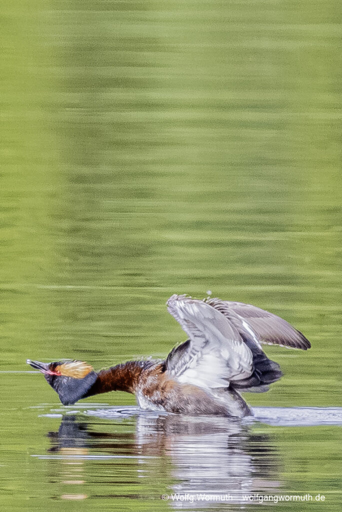 Ohrentaucher auf dem Wasser im Regen. Dikasjön, Schweden.