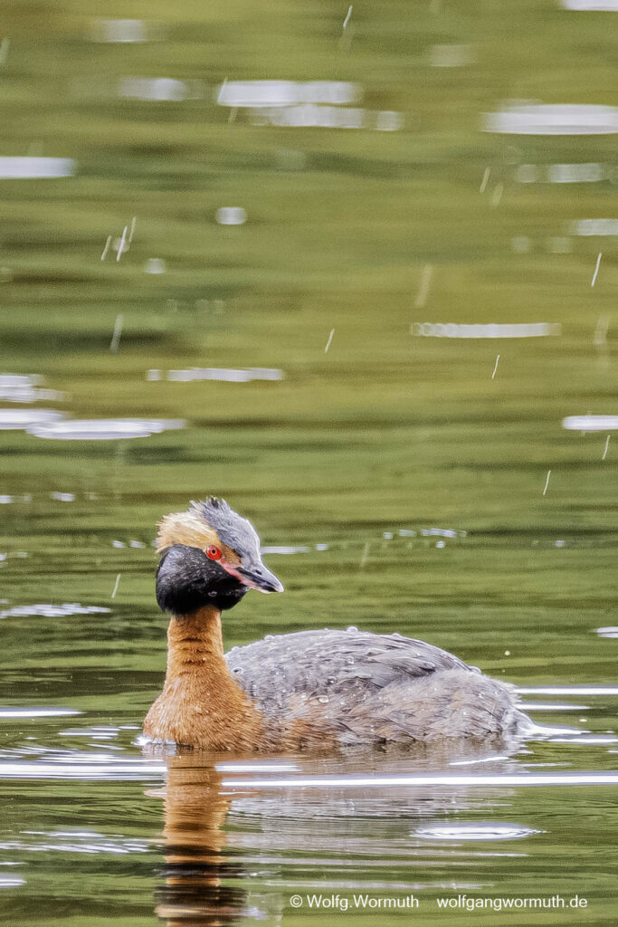 Ohrentaucher auf dem Wasser im Regen. Dikasjön, Schweden.