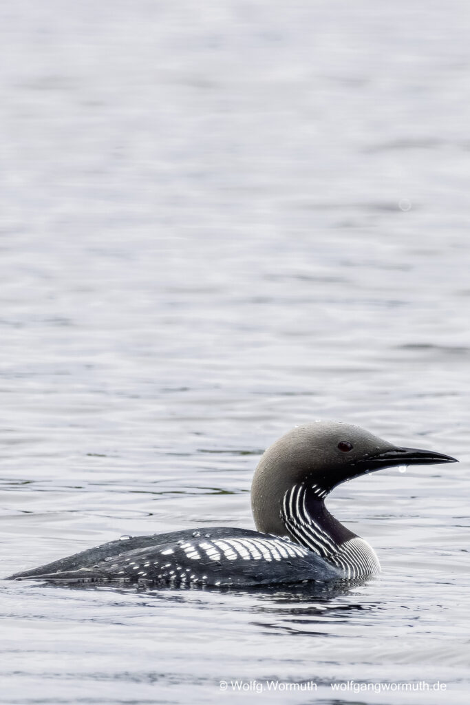 Prachttaucher auf dem Wasser. Dalarnas Län Schweden.