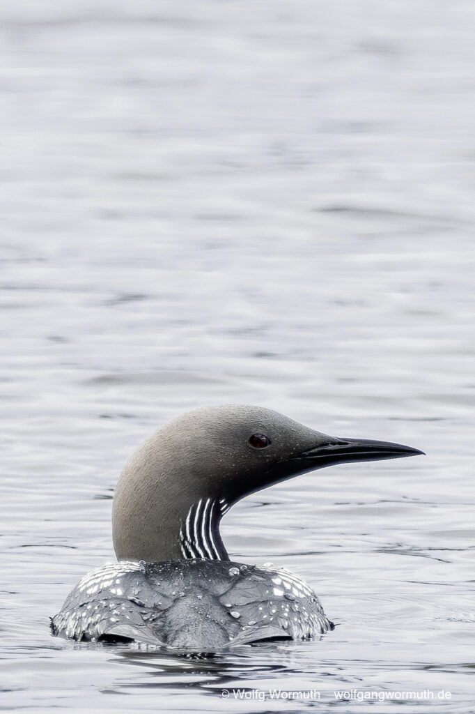 Prachttaucher auf dem Wasser. Dalarnas Län Schweden.
