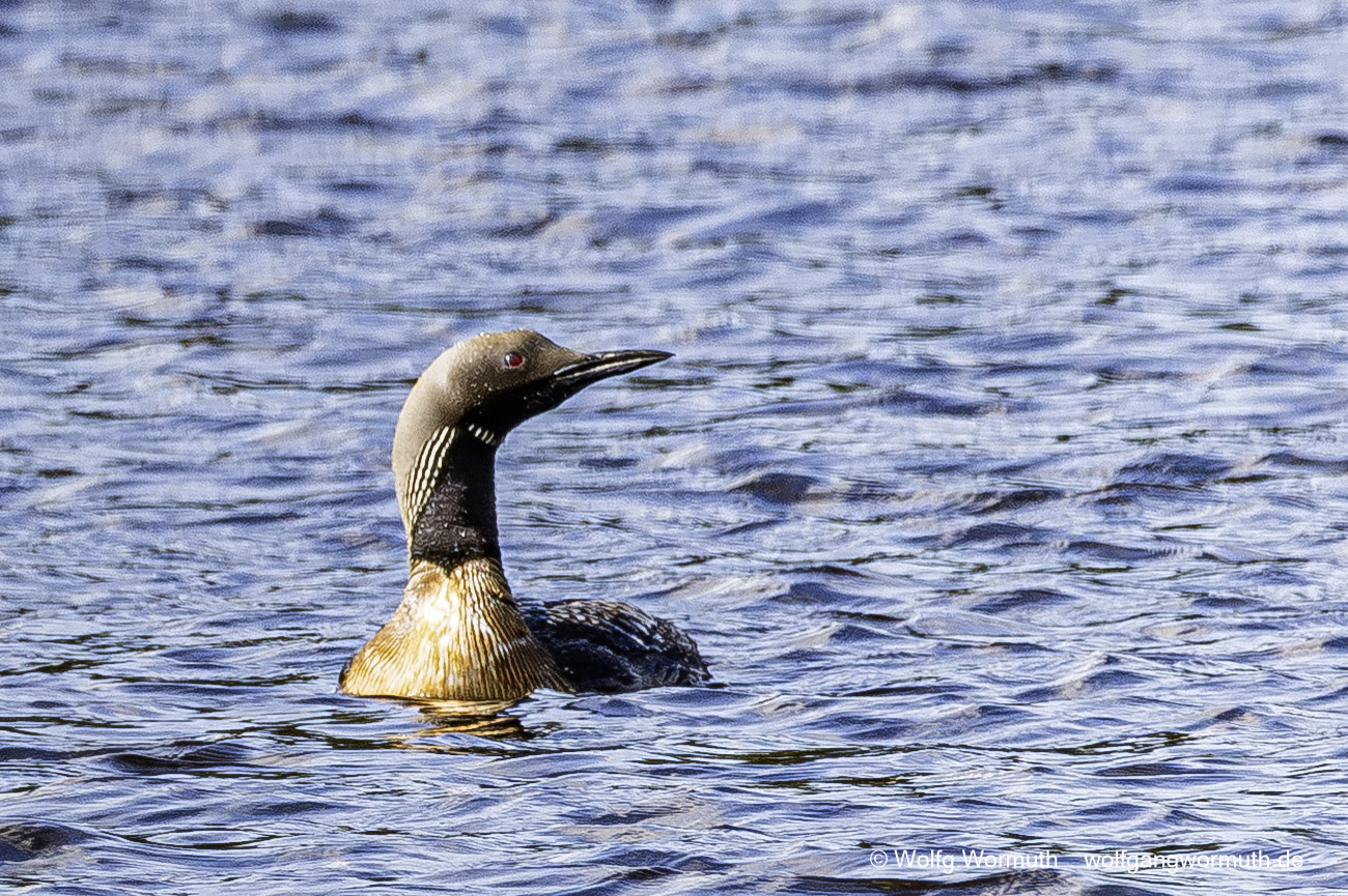 Prachttaucher von vorn auf die Kamera zu schwimmend. Sävsjön Östergötland Schweden.