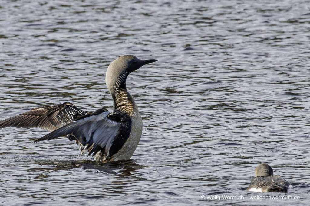 Prachttaucher zeigt dem Küken flügelschlagen. Sävsjön Östergötland Schweden.