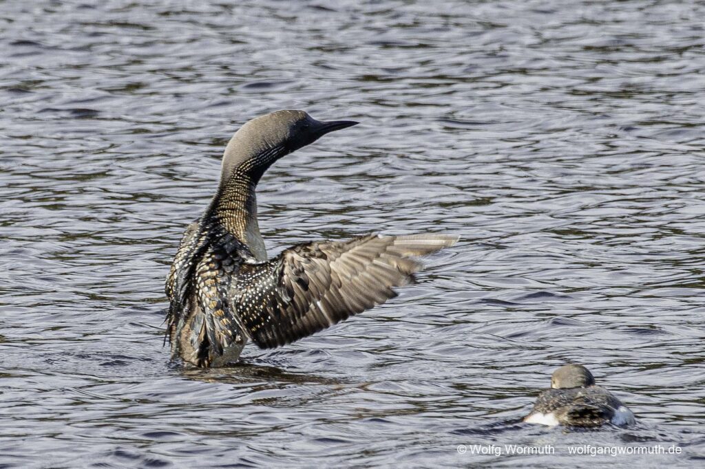 Prachttaucher zeigt dem Küken flügelschlagen. Sävsjön Östergötland Schweden.