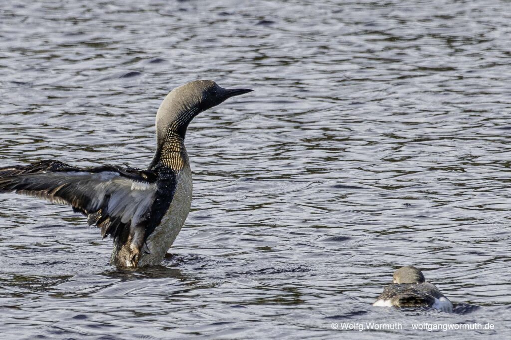 Prachttaucher zeigt dem Küken flügelschlagen. Sävsjön Östergötland Schweden.