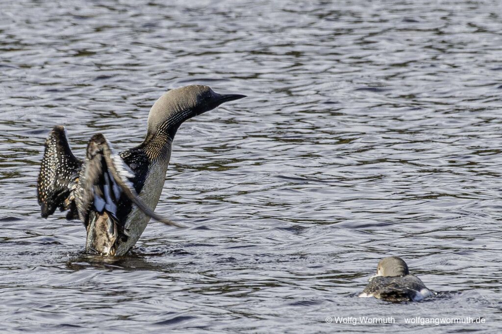 Prachttaucher zeigt dem Küken flügelschlagen. Sävsjön Östergötland Schweden.