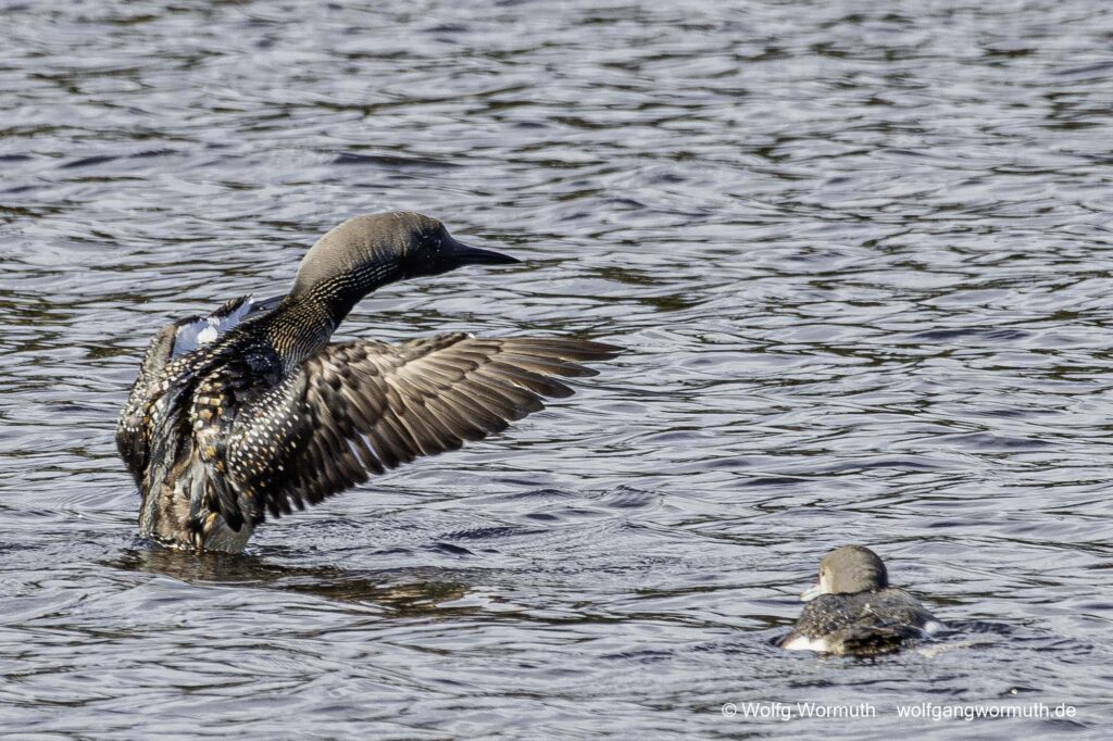 Prachttaucher zeigt dem Küken flügelschlagen. Sävsjön Östergötland Schweden.
