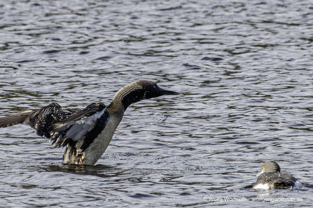 Prachttaucher zeigt dem Küken flügelschlagen. Sävsjön Östergötland Schweden.