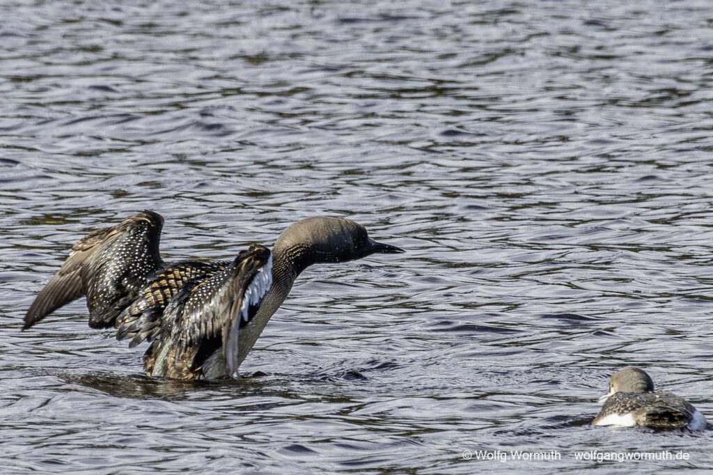 Prachttaucher zeigt dem Küken flügelschlagen. Sävsjön Östergötland Schweden.