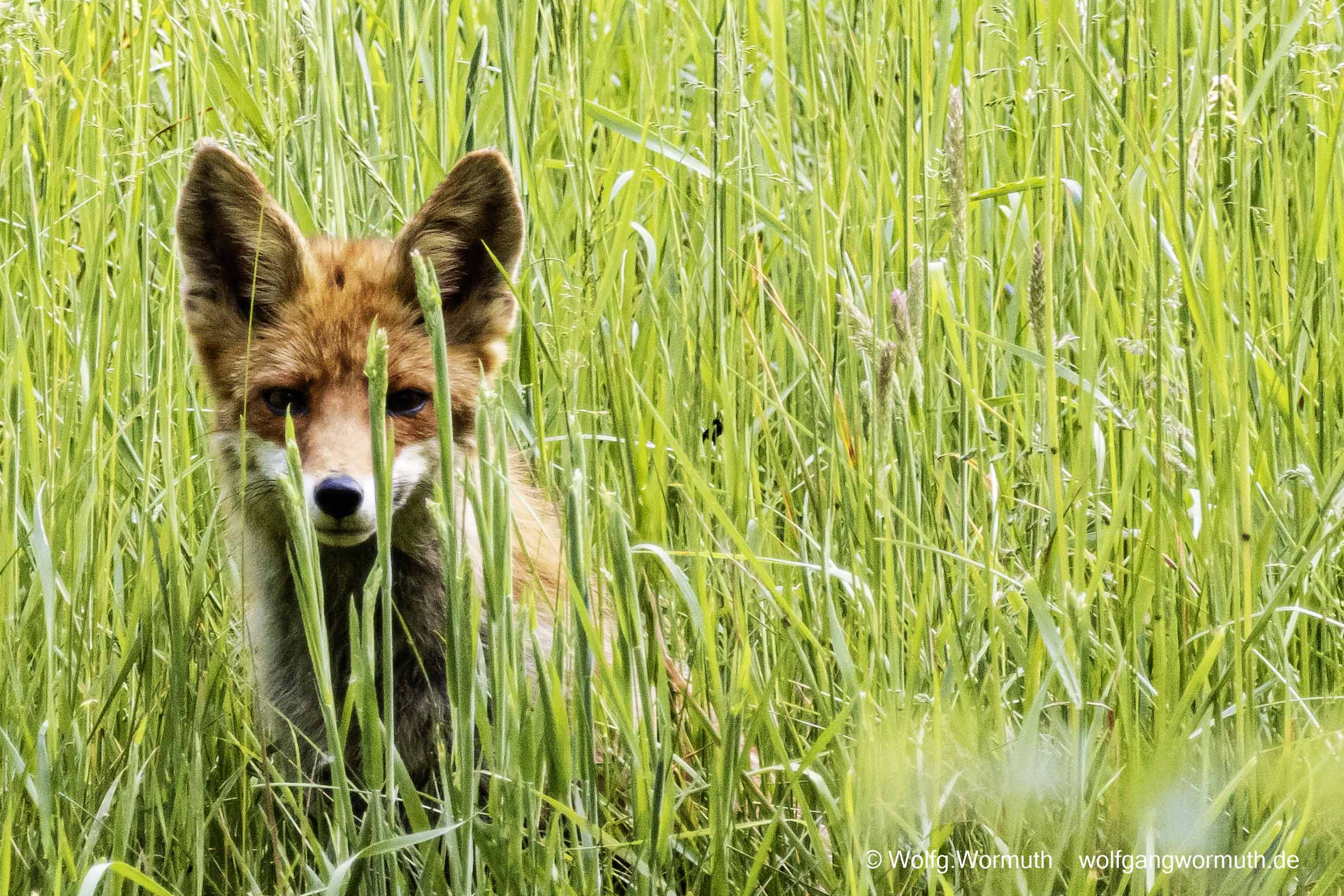 Rotfuchs mit Blick in die Kamera auf einer Wiese in den Rieselfeldern von Gatow Berlin Deutschland.