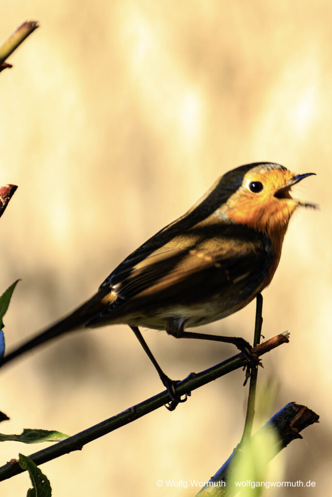 Rotkelchen auf einem Zweig beim singen. Große Plöner See Plön. Schleswig Holstein.