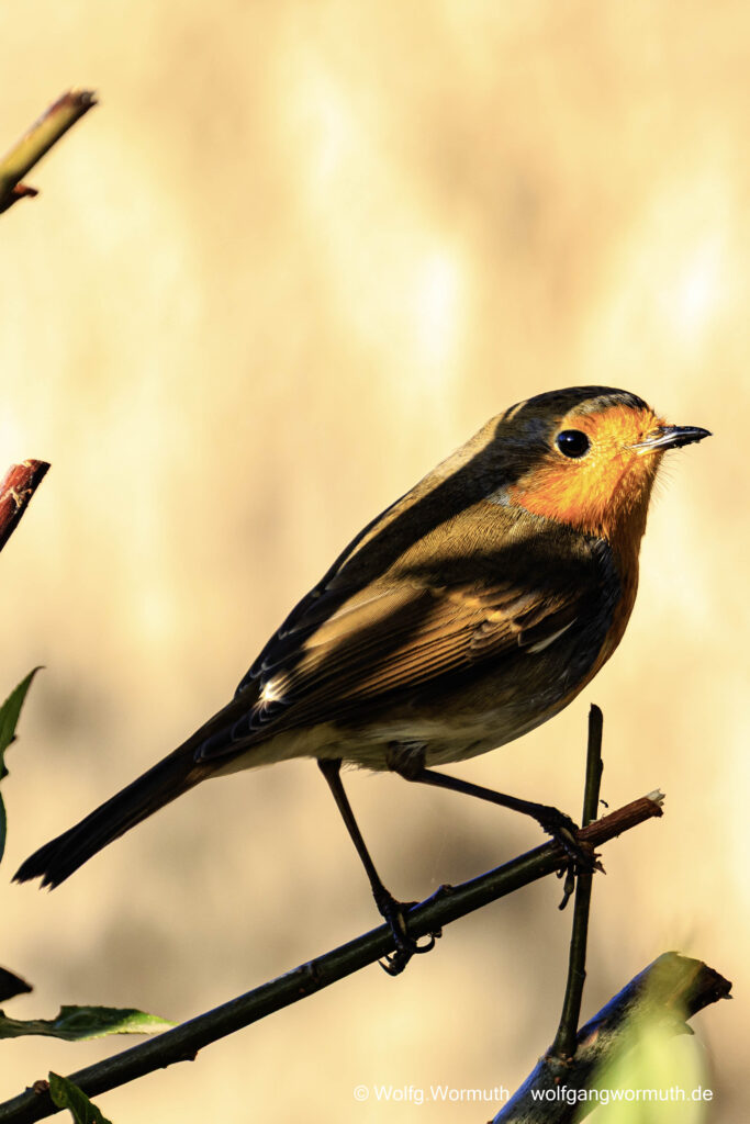 Rotkelchen auf einem Zweig beim singen. Große Plöner See Plön. Schleswig Holstein.